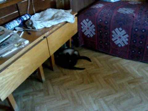 Видео 'Хорёк против котенка :)'