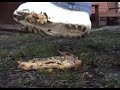 white-buffalos-crushing-cake.html