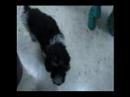 Water, un cachorrete en adopción. Water, un cachorrete en adopción.