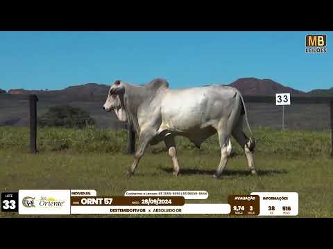 1� LEIL�O PRODU��O FAZENDA ORIENTE
