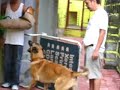 Sers-Abua (Search and Bark) First Trial