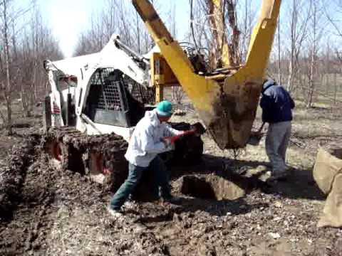 how to dig up and transplant a tree