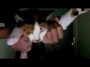 strange cats strange cats