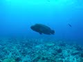蘇眉魚