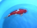 http://youtu.be/tdo_v_Lc998