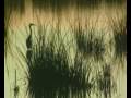 Biodiversidad - Colegio San Ramón