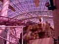 CircusCircus