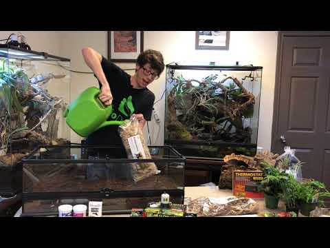 YouTube reptile video