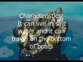 Quagga Mussels