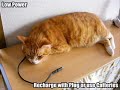 L.O.L. : Lots of Lolcatz