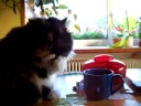 Seltsame Katze