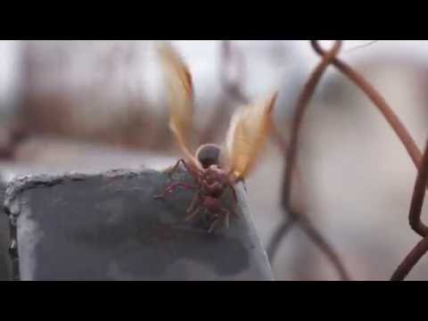 Zompopos de mayo ¿en junio?