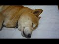 ???????shiba inu ???????shiba inu