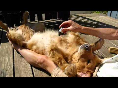 how to keep fleas off my dog