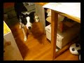 Border Collie or Murloc?
