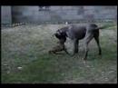 Gromit & The Vicious Pup