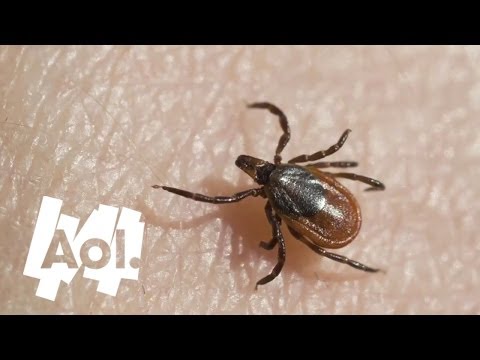 how to eliminate lyme disease