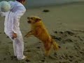 CANON IXY Digital commercial version 2
