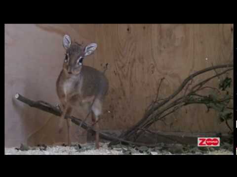 dik-dik