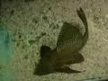 Saros Körfezi, balıklar, balıkların dünyası, akvaryum