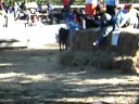 journees taurines bachucha 251008
