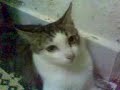 Click here to watch this video Peytoo(kucing bercakap)