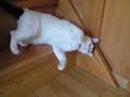 [ネコ]クレイジーな姿勢で階段を降りる猫。のサムネイル3
