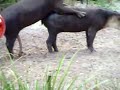 Animales procreando