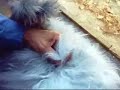 Angora: Part 2; Loosening &amp; removing mats,BunnyCentral.com