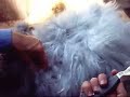 Angora: Part 2; Loosening & removing mats,BunnyCentral.com Angora: Part 2; Loosening & removing mats,BunnyCentral.com