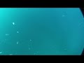 Gag Grouper Stone Riffe 120 Euro Freediving Tarpon Springs
