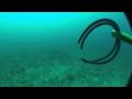 Gag Grouper Stone Riffe 120 Euro Freediving Tarpon Springs