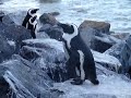 Pinguins Africanos