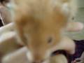 videos de A Hamster Pissed On Angela R!!!