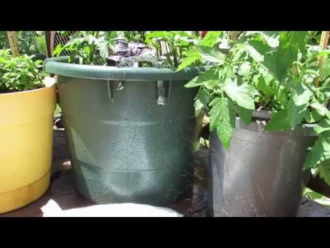 video-linktoworks-Managing Blossom End Rot in Container Tomatoes:...