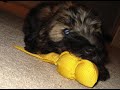 Introducing our new Wheaten Terrier, Moose!