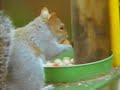 Squirrel Impossible Mission Squirrel Impossible Mission