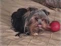 Smart yorkie, Cry Baby Smart yorkie, Cry Baby