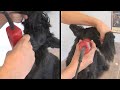 PELUQUERÍA CANINA SCOTTISH TERRIER - GROOMING GUIDE - HAND STRIPPING Scottish Terrier