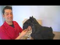 PELUQUERÍA CANINA SCOTTISH TERRIER - GROOMING GUIDE - HAND STRIPPING Scottish Terrier