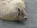 Snoring seal