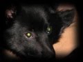 Schipperke, Raudi (Rowdy) at 9 Months Old