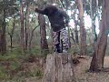 shuffle shuffle