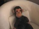 Monkey1
