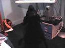 My dog vs. sirens!