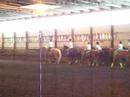 The Drill Team Show