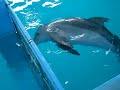 Winter - dolphin without tail - communiates with friend