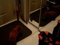 Wheaton puppy  finds mirror