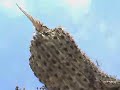 cuncuna cuncuna