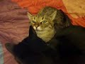 3CoolKats, Episode 42, RE: Let the game begin